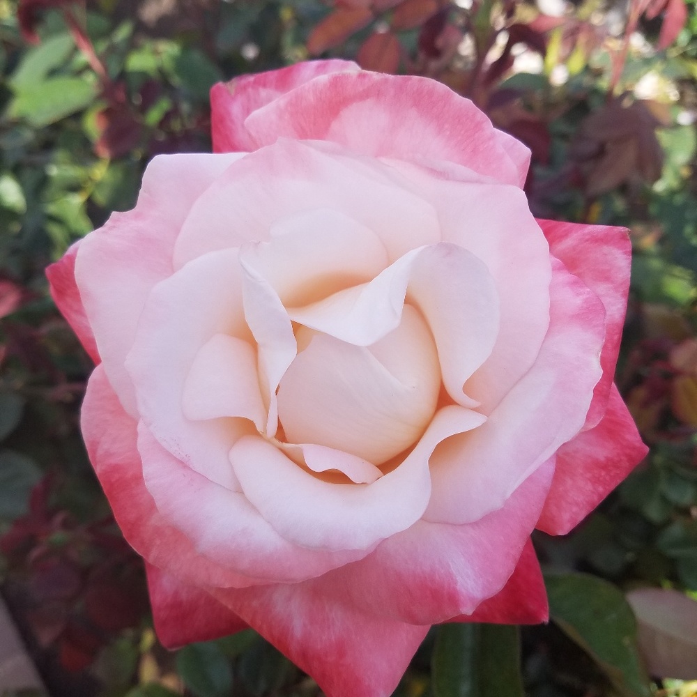 Meet your Posher, Rose